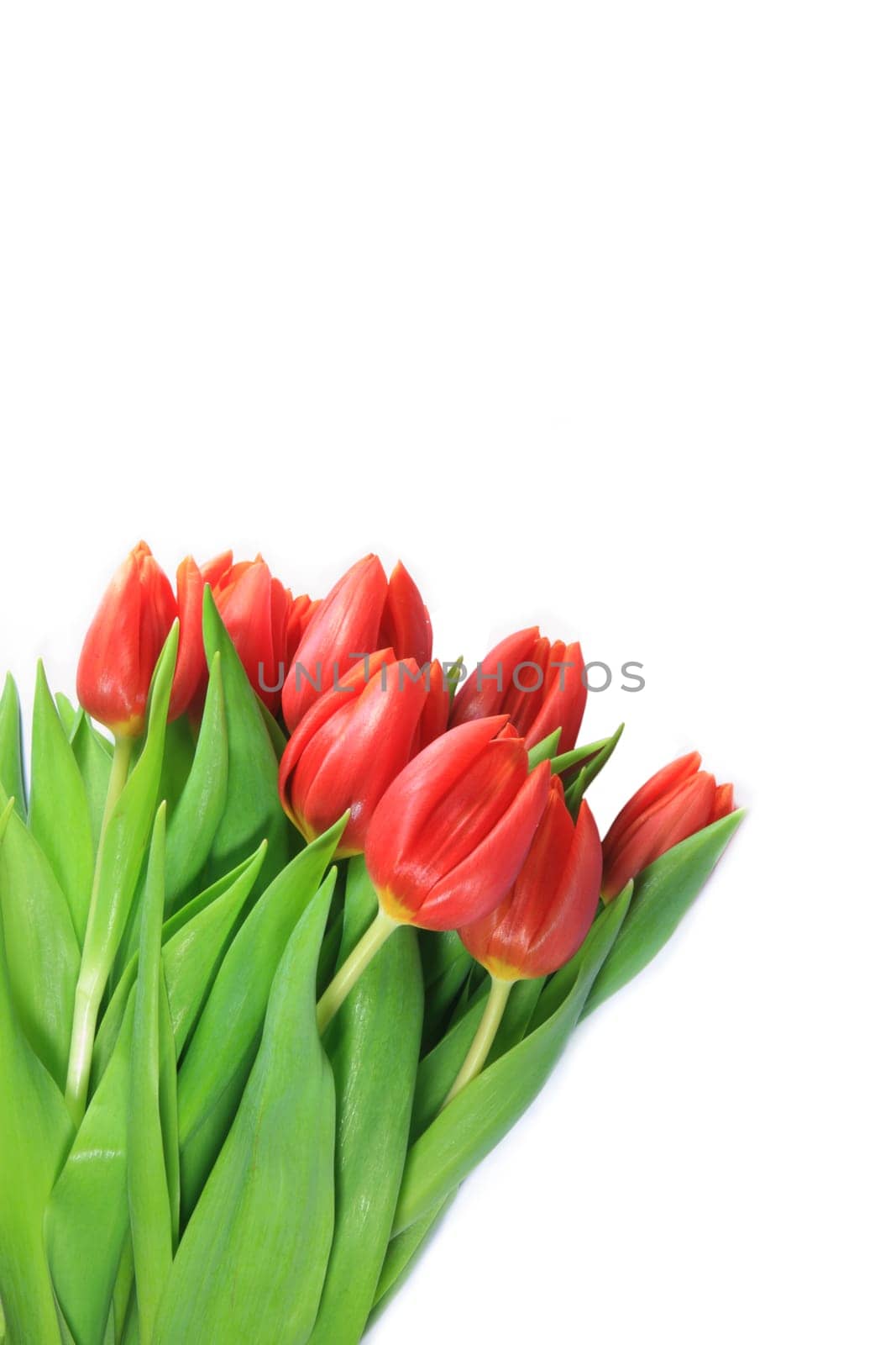 Fresh bouquet of tulips against white background