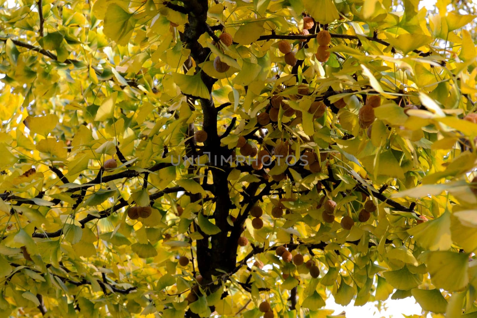Female fruits of a Ginkgo biloba