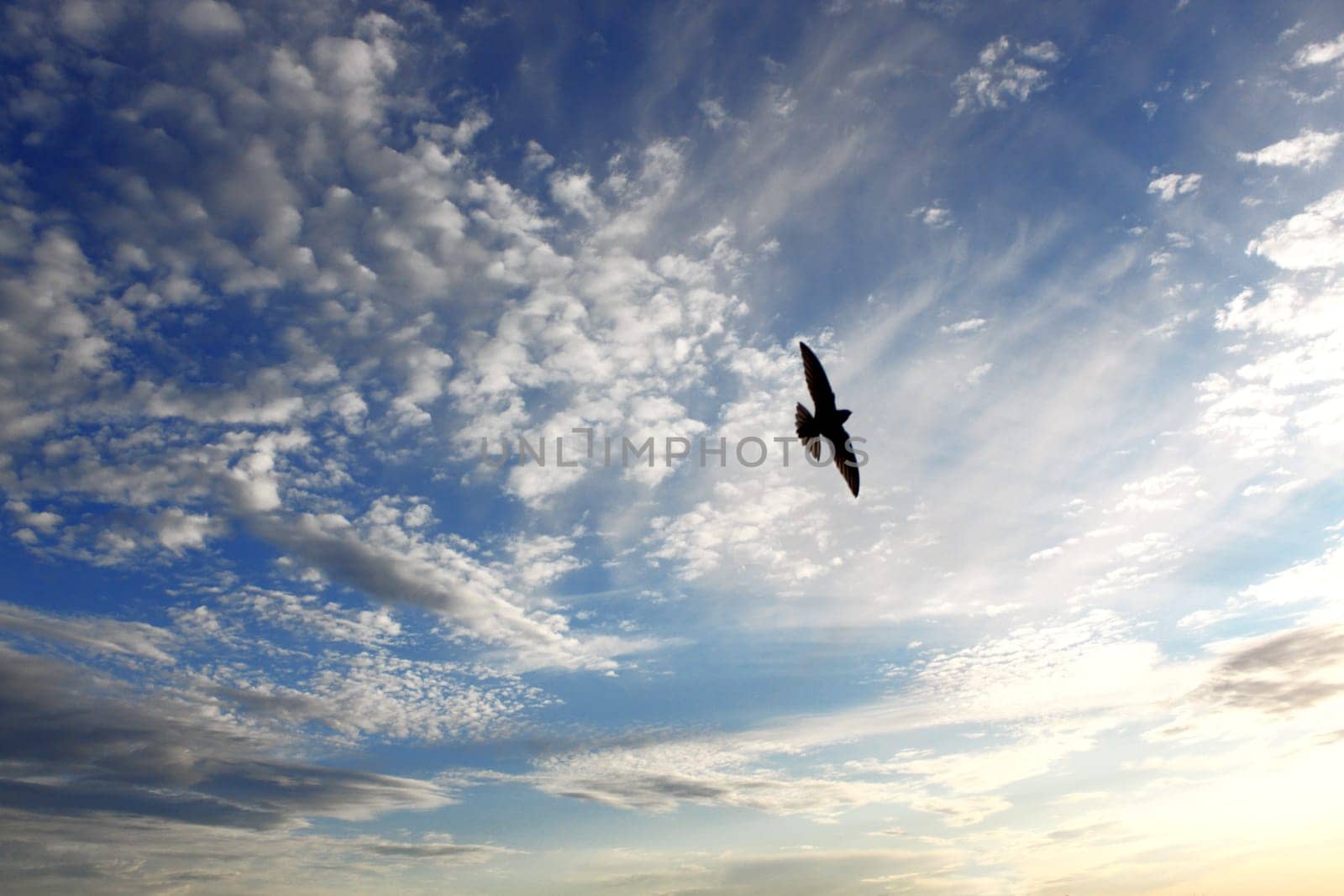 Bird and beautiful cloudy sky