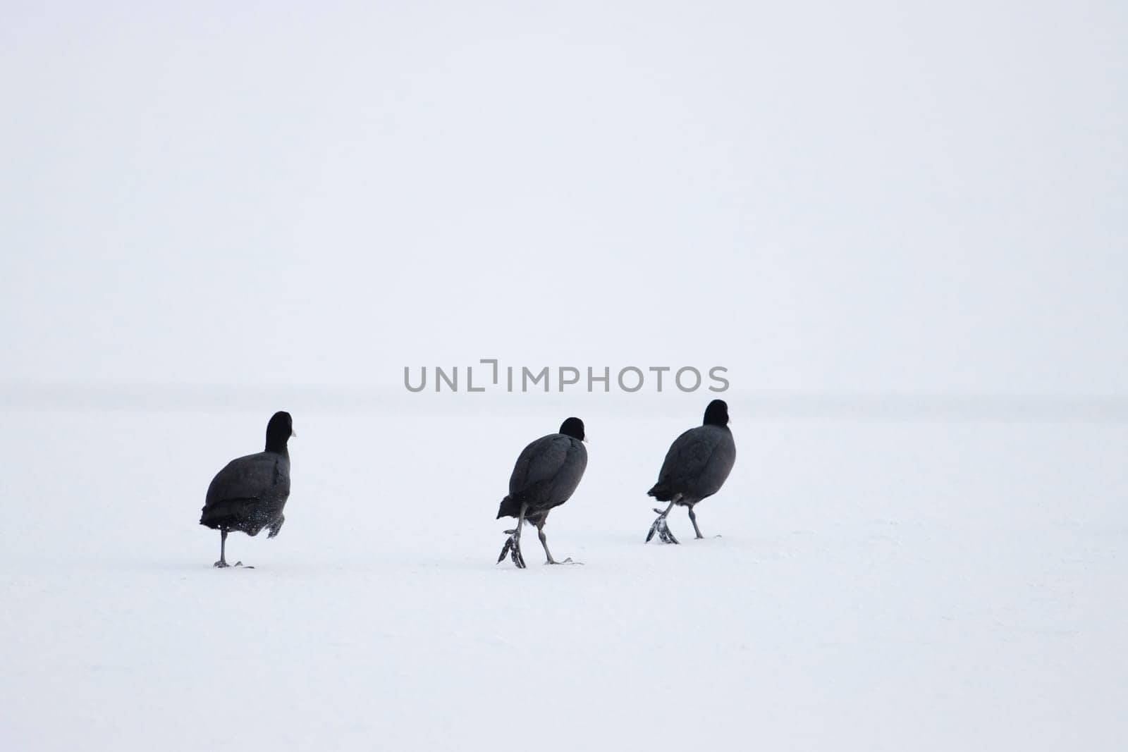 black birds, coots, follow each other through the snow, wild nature