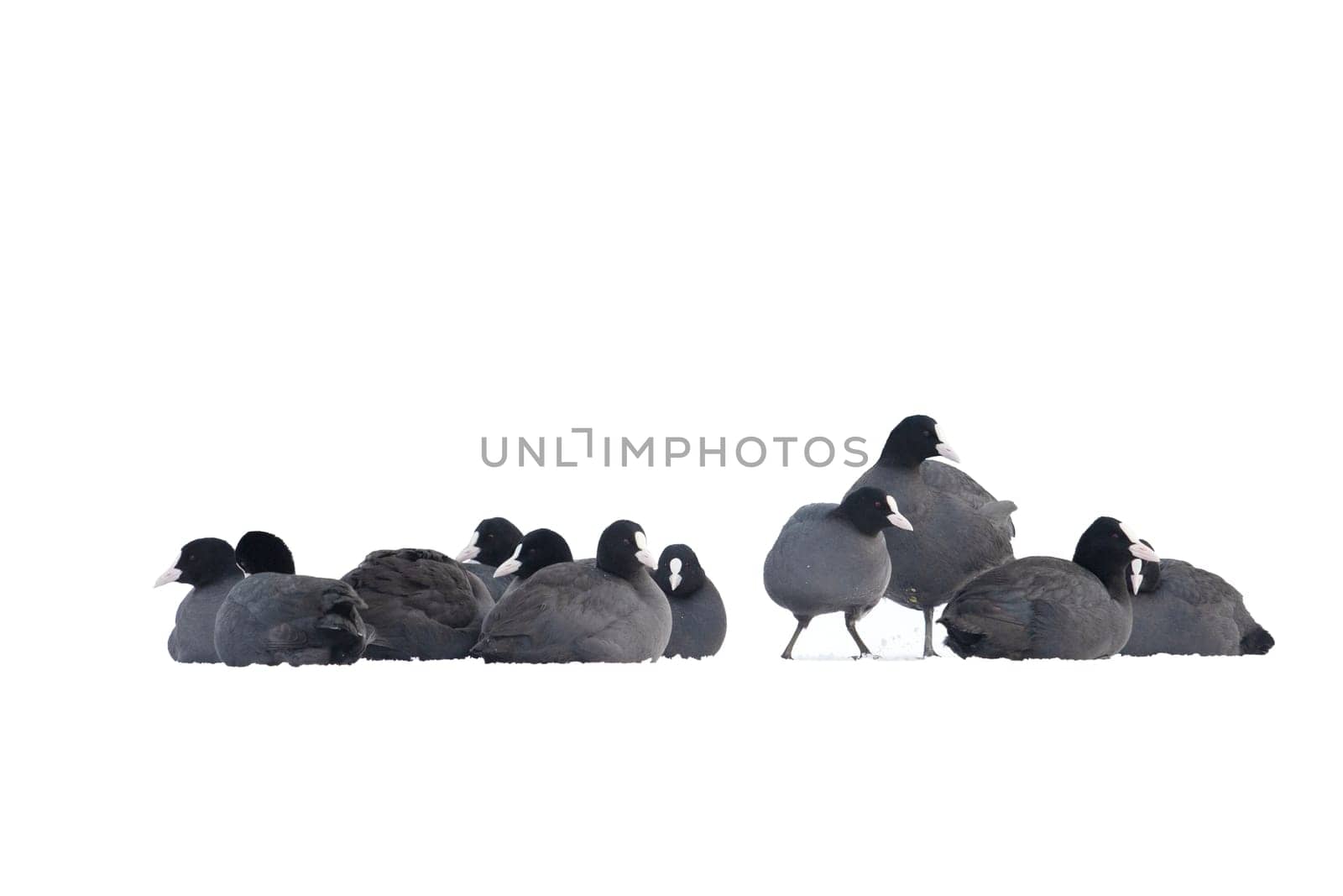 coots sit in a flock on the snow basking on a winter day, м