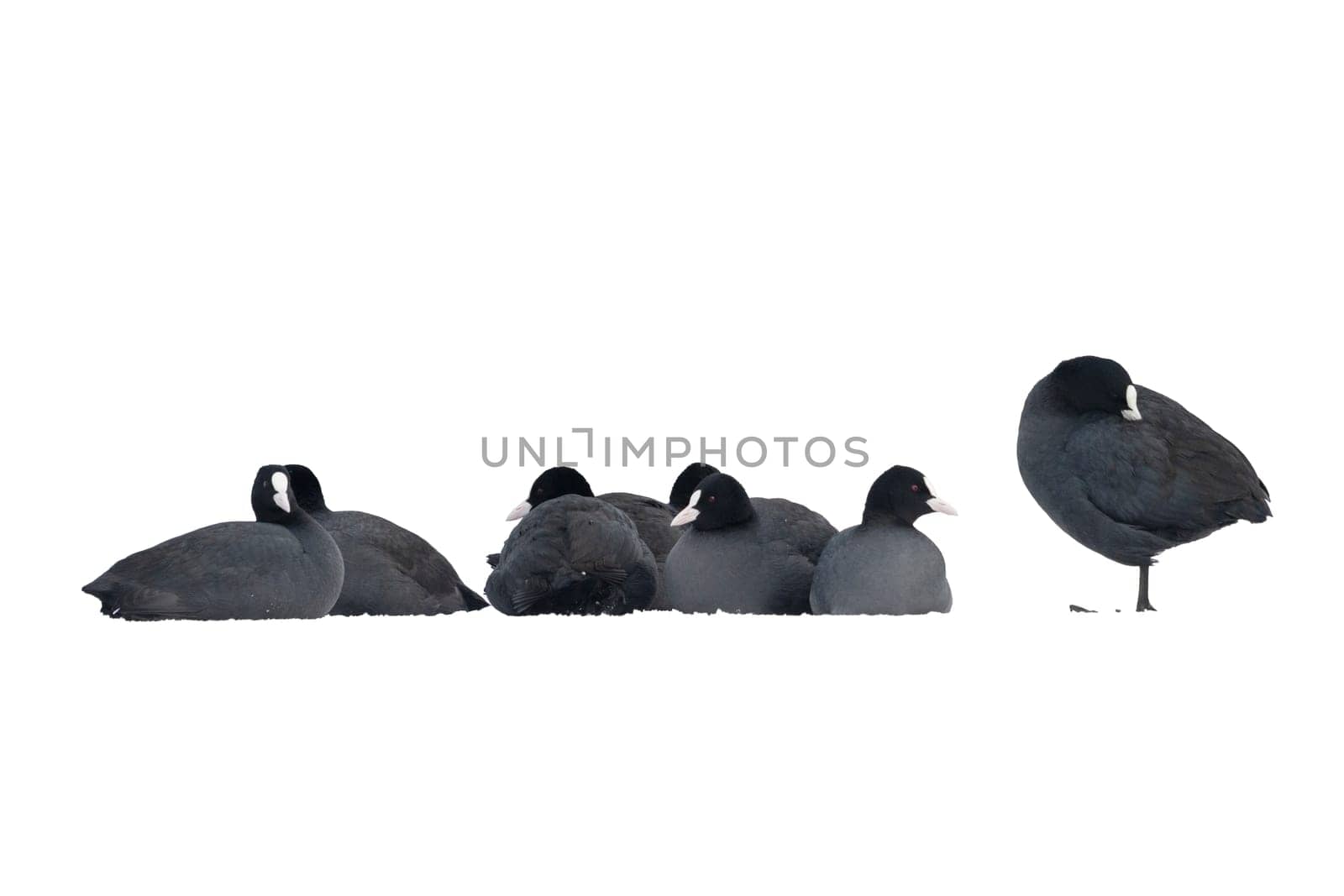coots sitting on the snow warm themselves on a winter day, wild nature