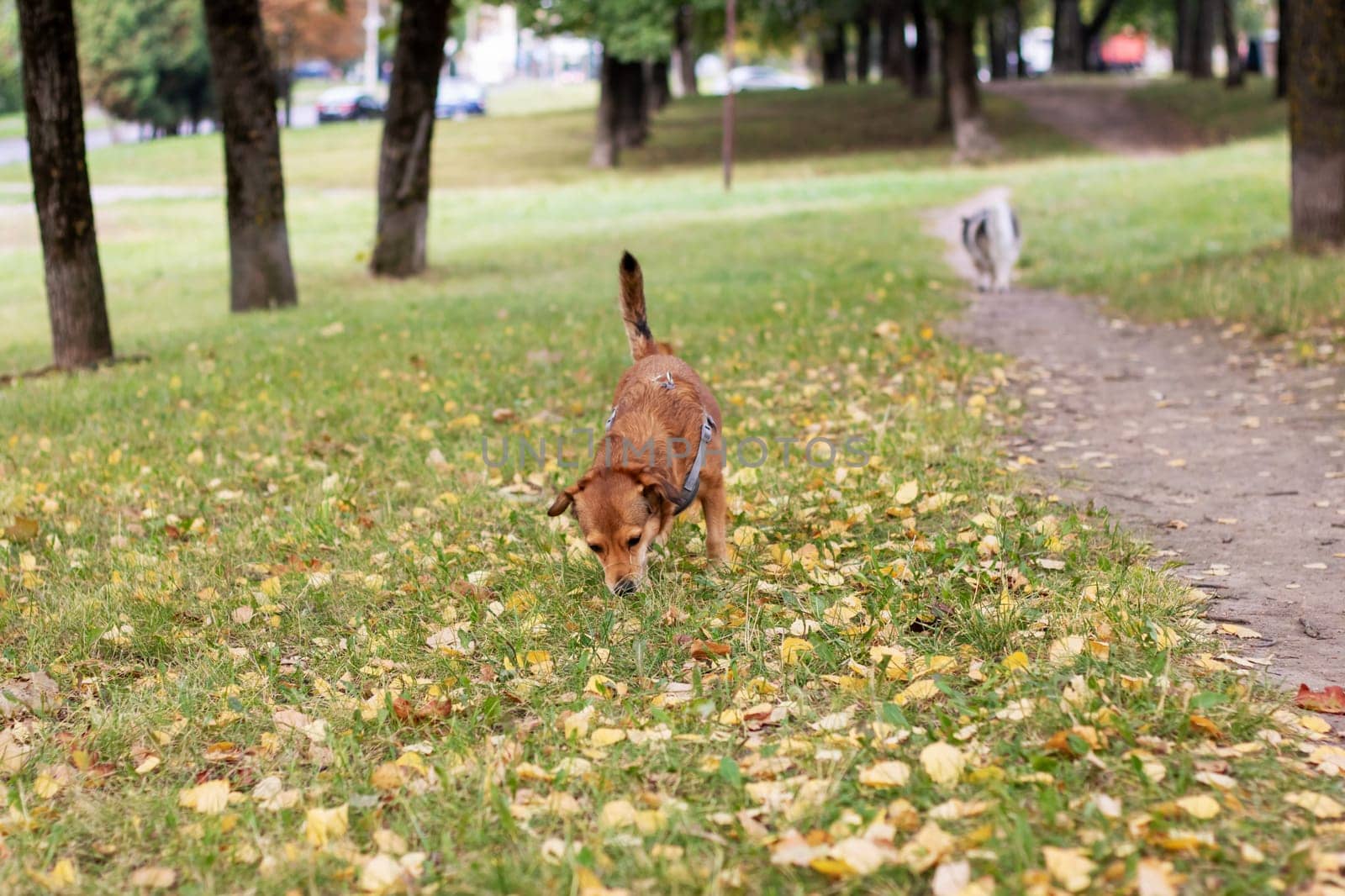 Ginger dog sniffing the ground close up by Vera1703