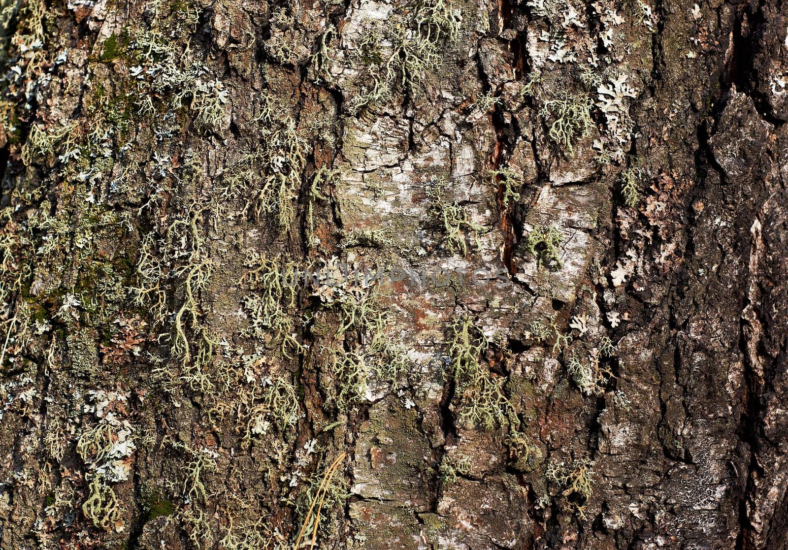 white brown tree bark, birch bark, background, texture