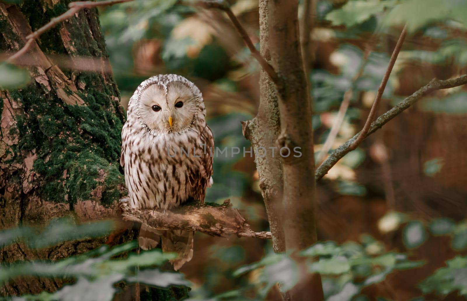 Beautiful Ural Owl, Strix uralensis, sitting on tree branch, in green leaves oak forest, Wildlife scene from nature. Habitat with wild bird