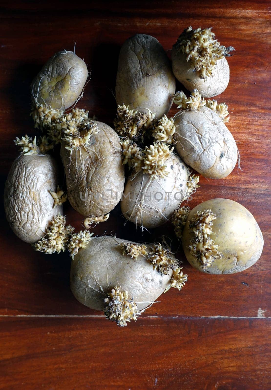 Some old, wrinkled potatoes on the wooden table that are sprouting.