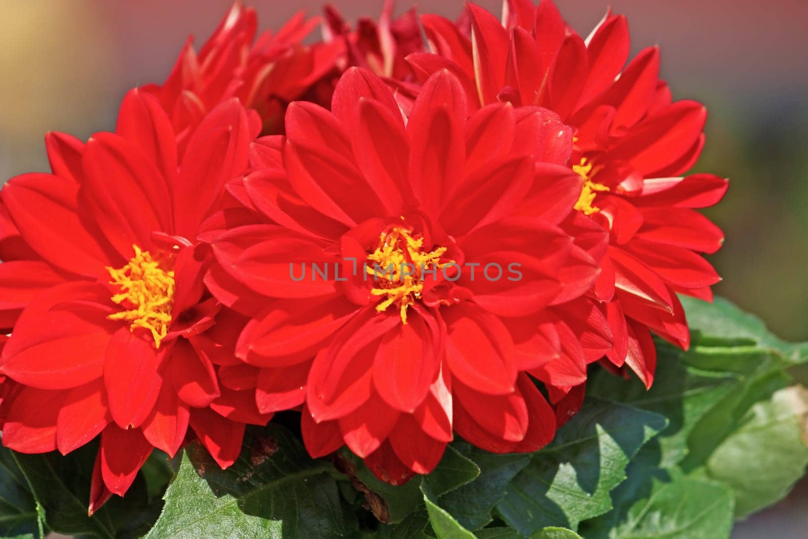 Red dahlia against the softly muted shades of the leaves