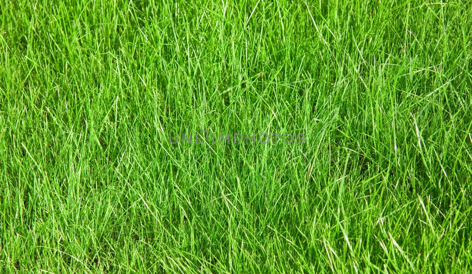 Young Green Grass Background