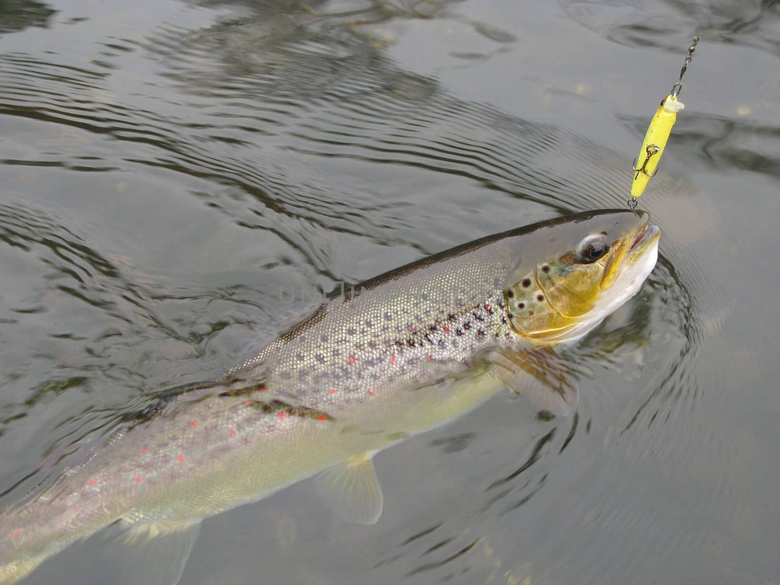 Fishing