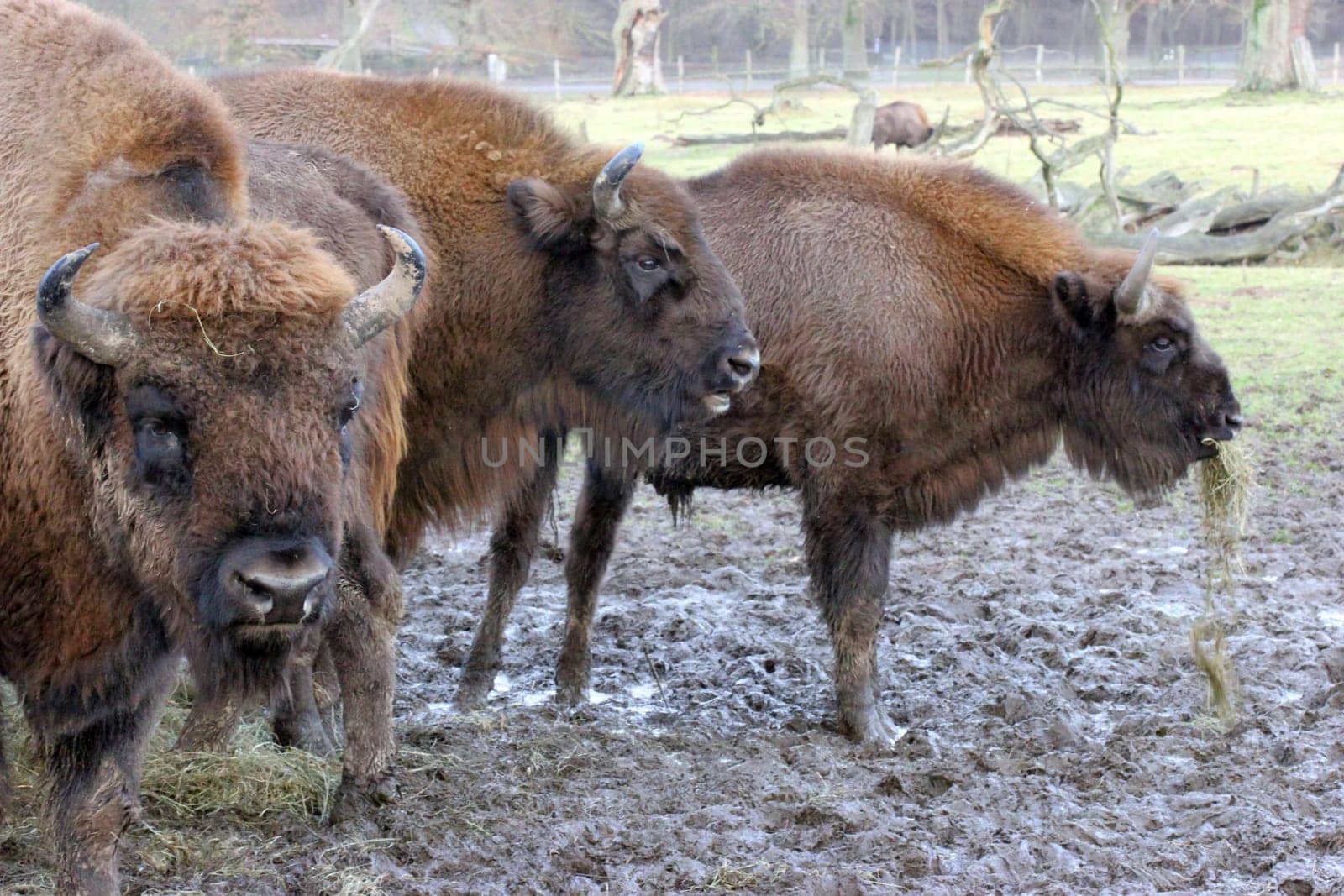 Three bison at Sababurg Zoo