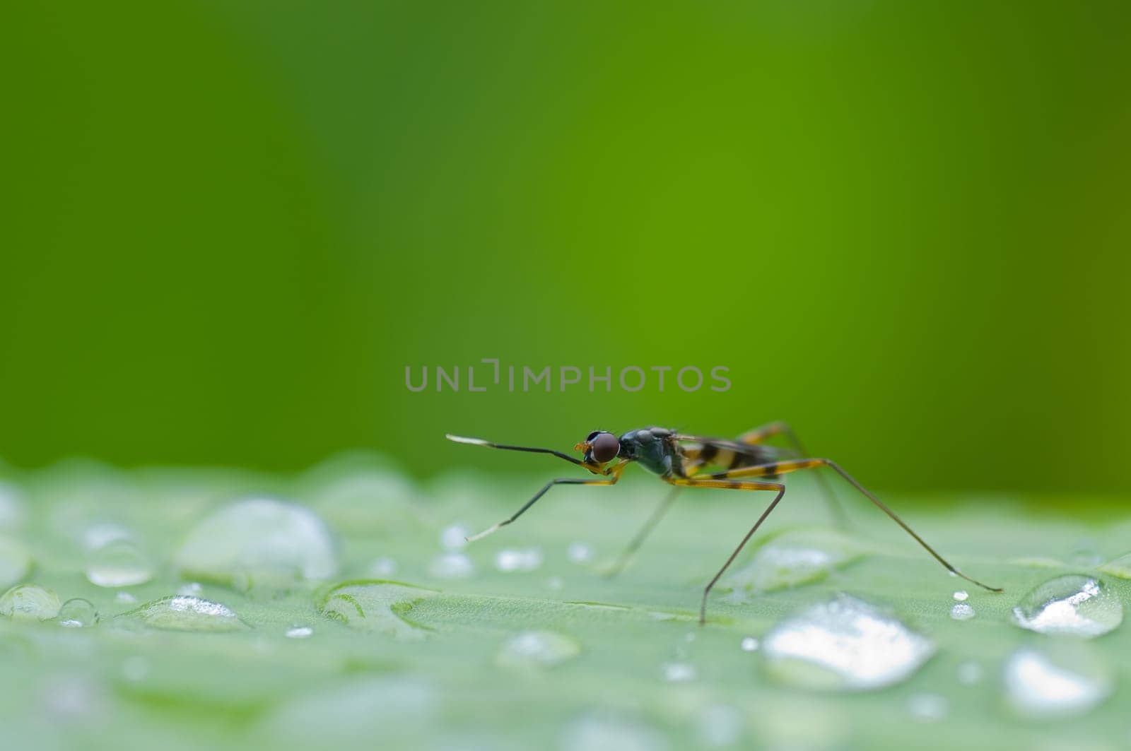 insect on green leaf