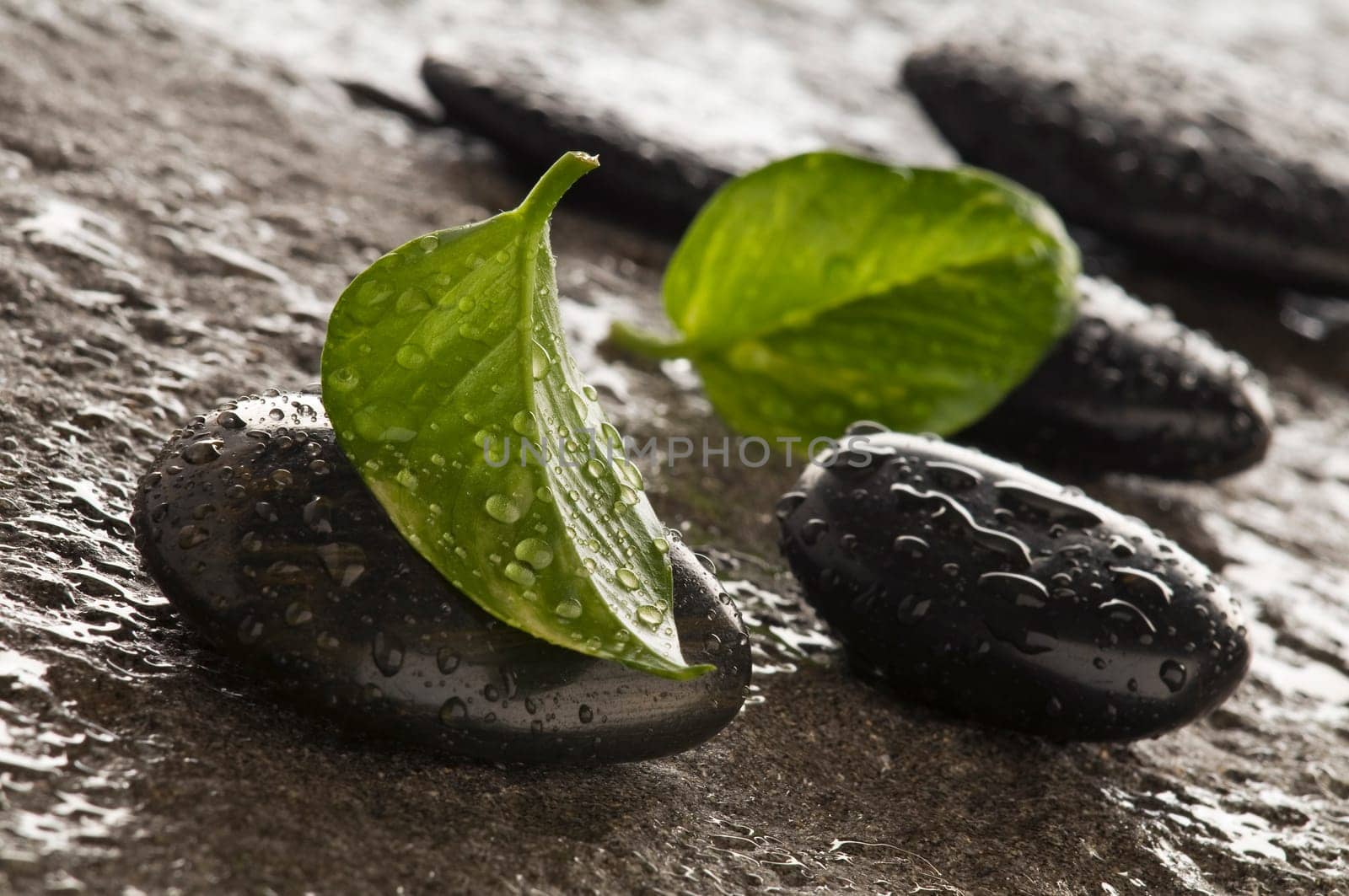 Zen stones and leaves with water drops