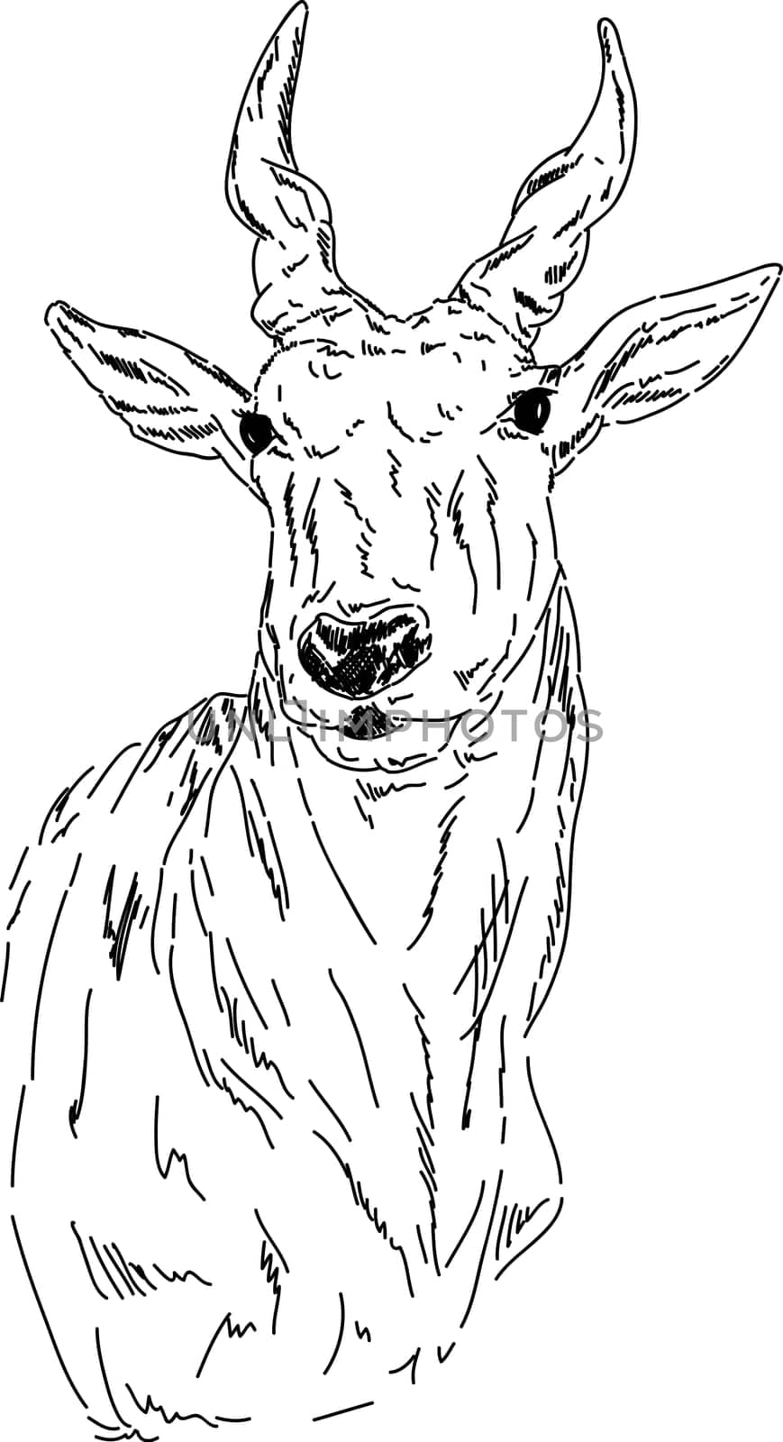 vector - Hand draw portrait of antelope impala