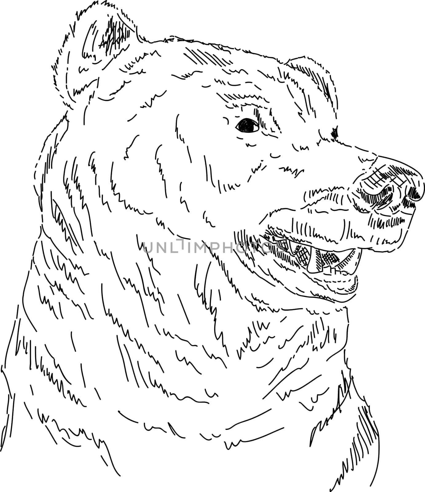 vector - hand draw portrait of Grizzly bear