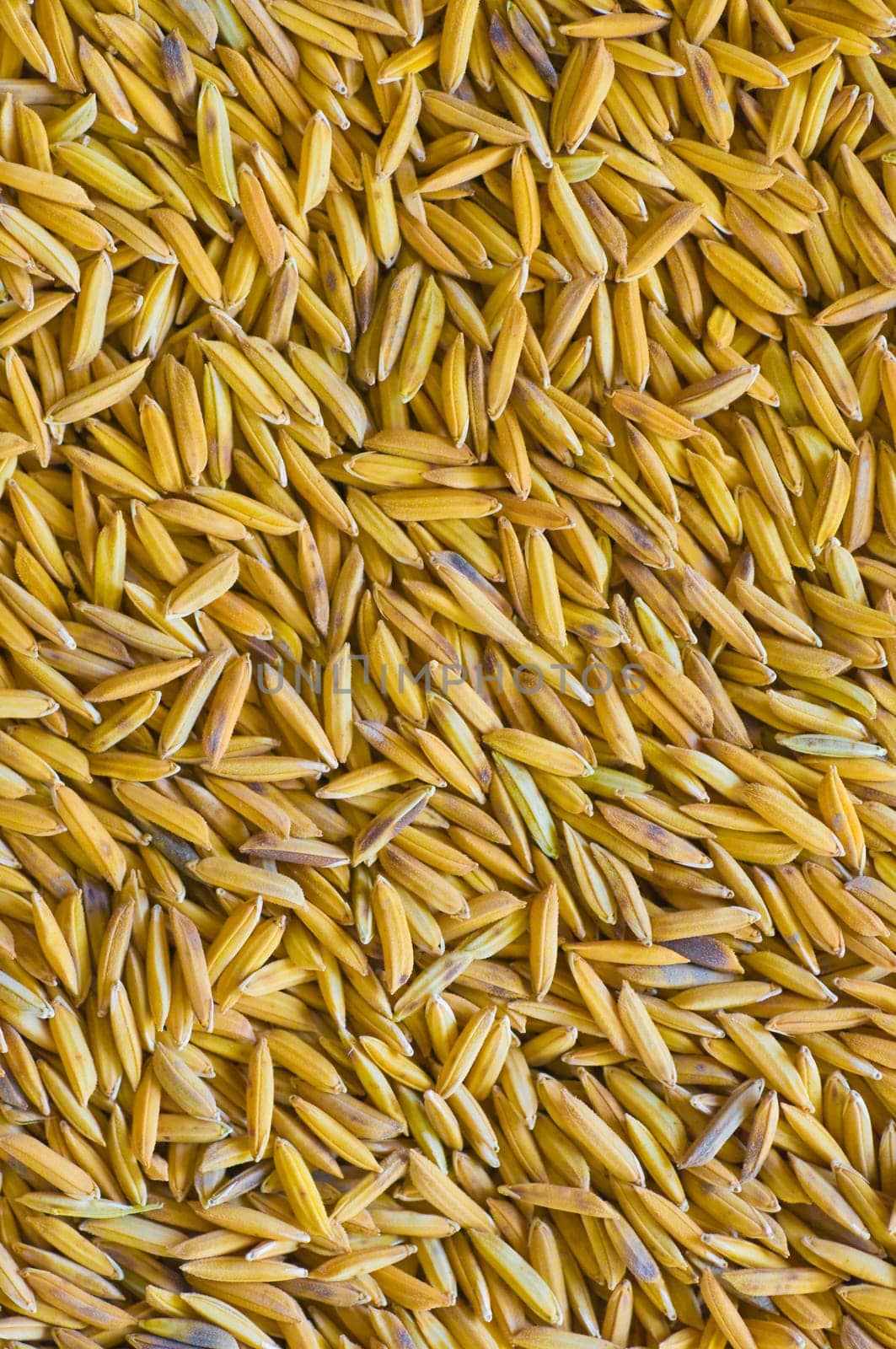 paddy seeds background