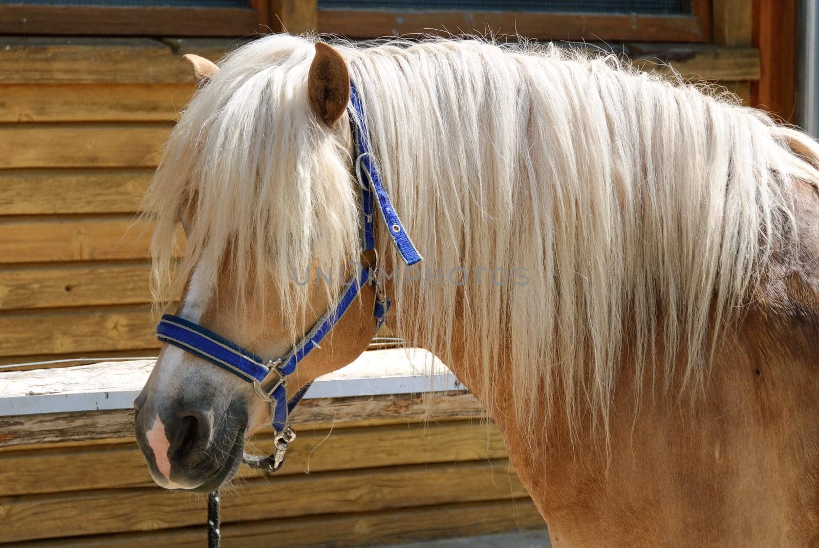 Blonde riding in South Tyrol