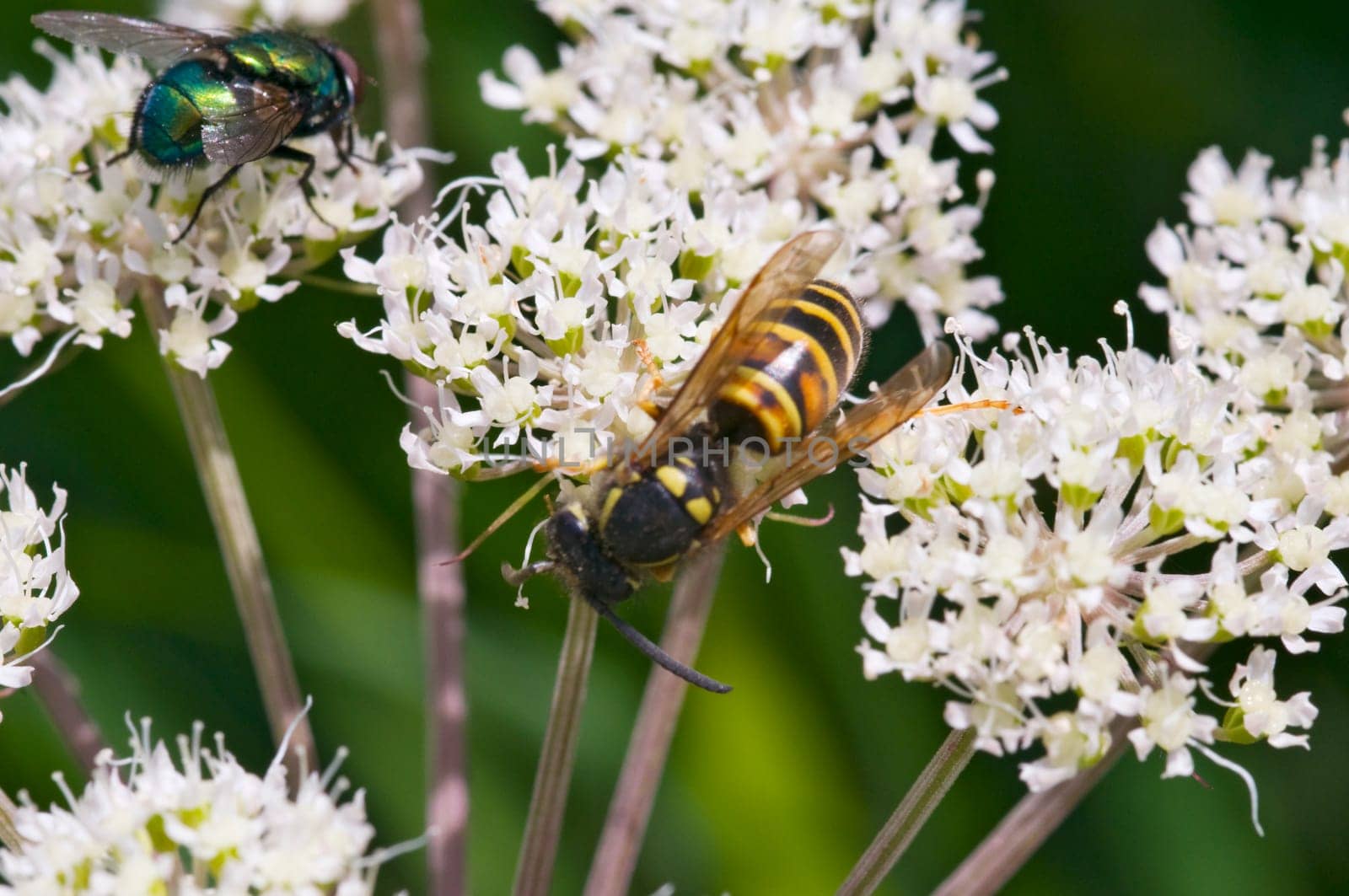 Close-up of a fly and a wasp on white flowers