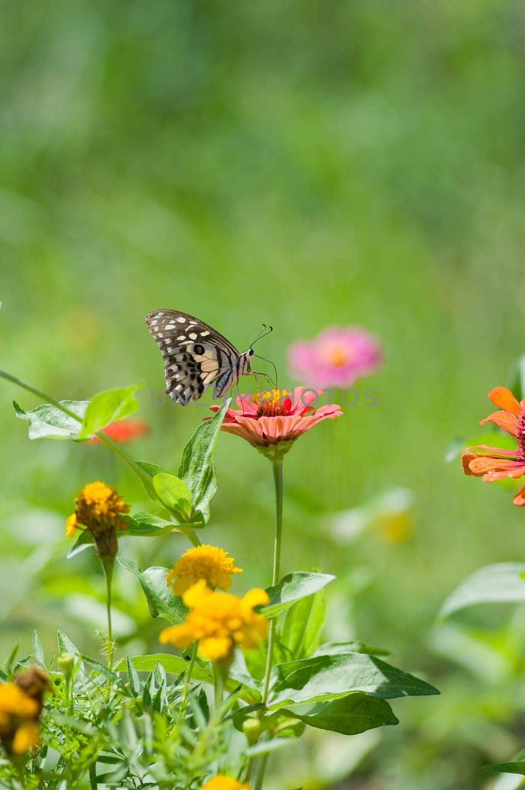 colorful  butterfly on  flower