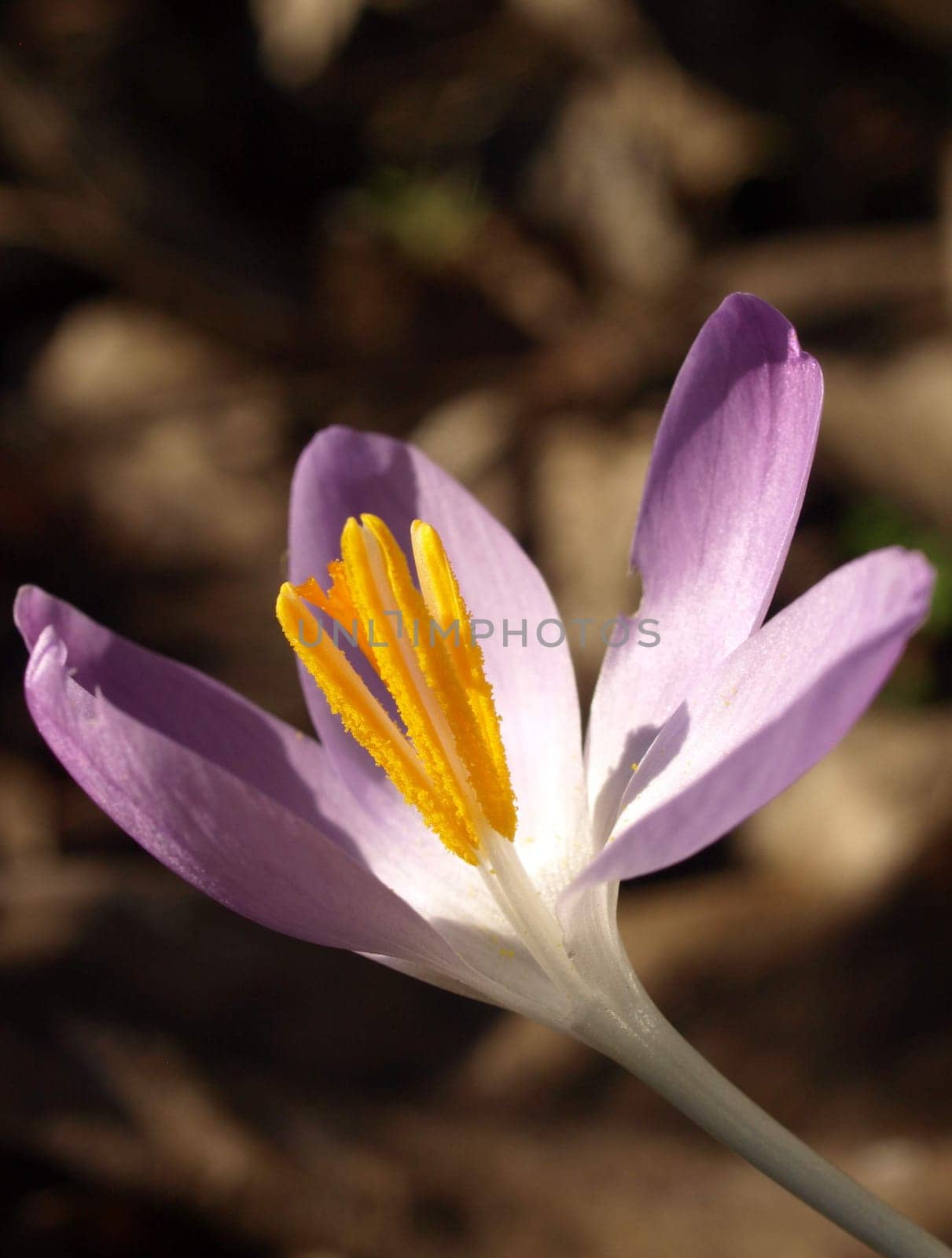 Crocus