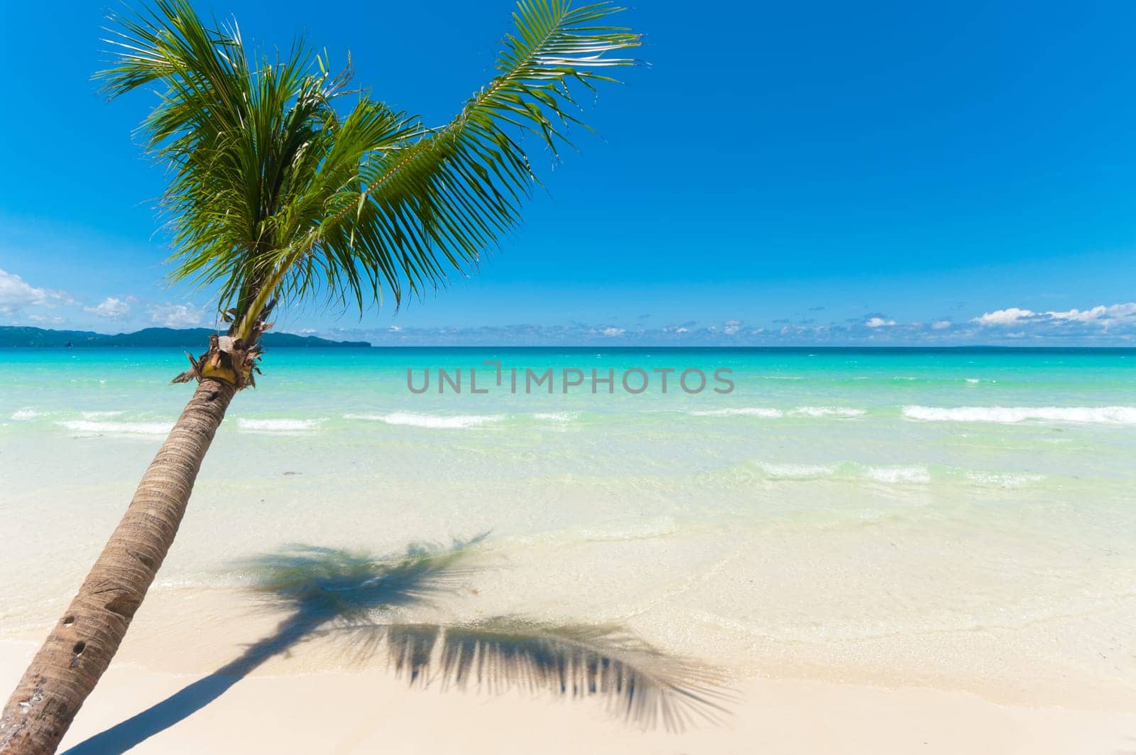 single palm tree hanging over a white beach with clear blue water