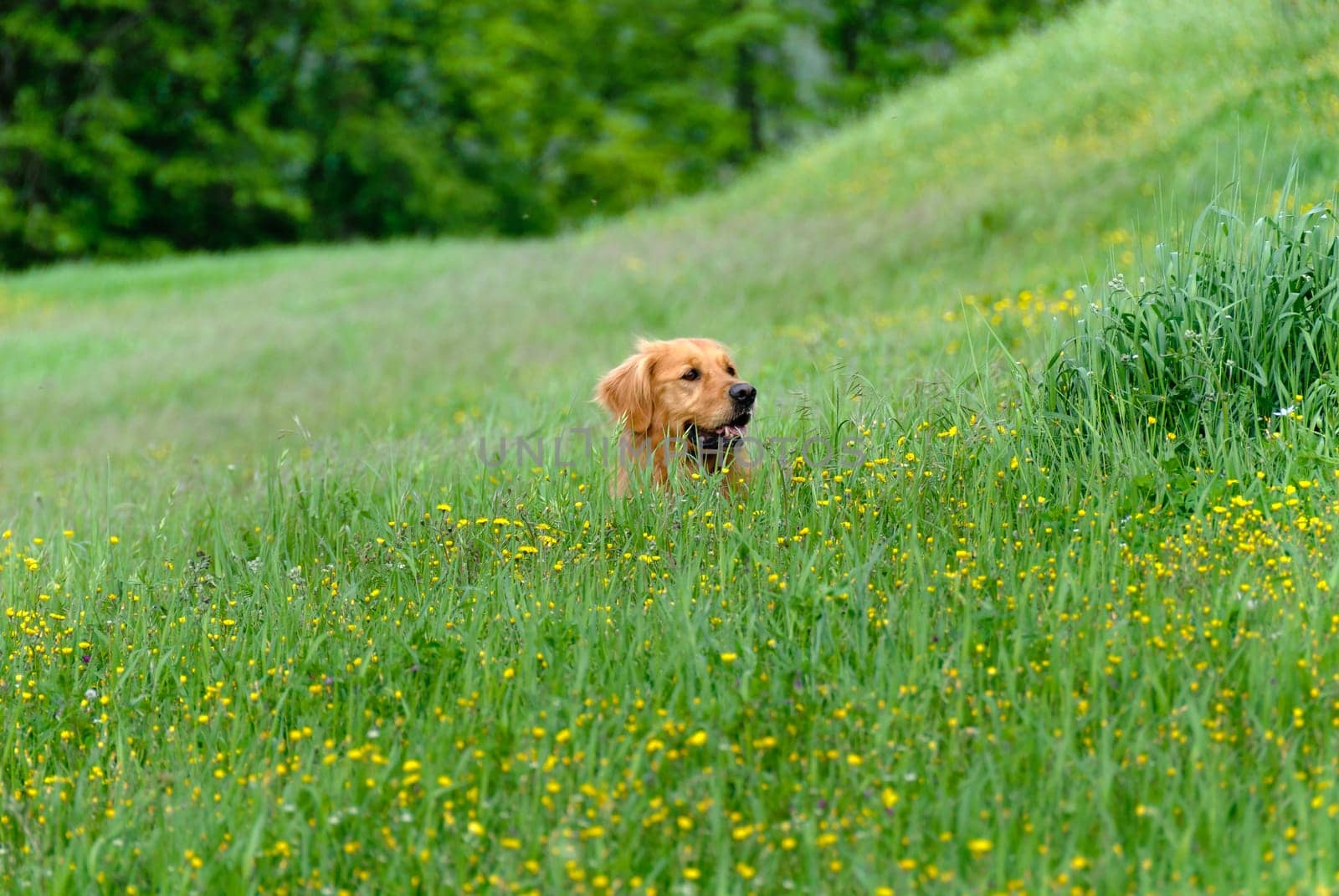 face of a golden retriever dog in the grass