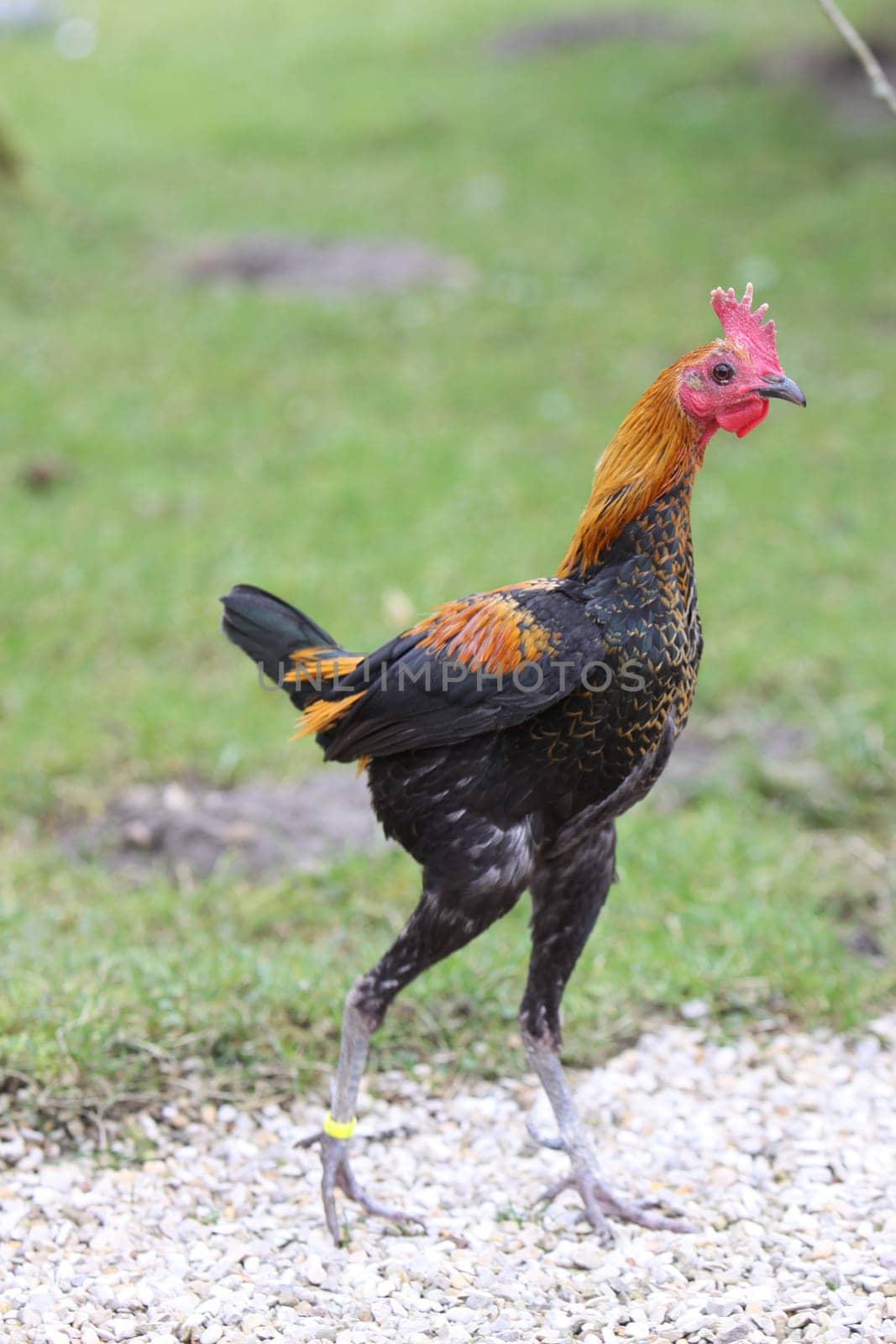 Gamecock