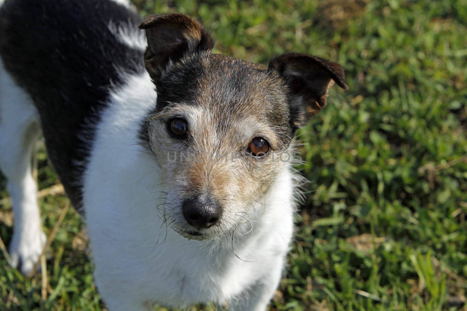 Jack Russell Terrier