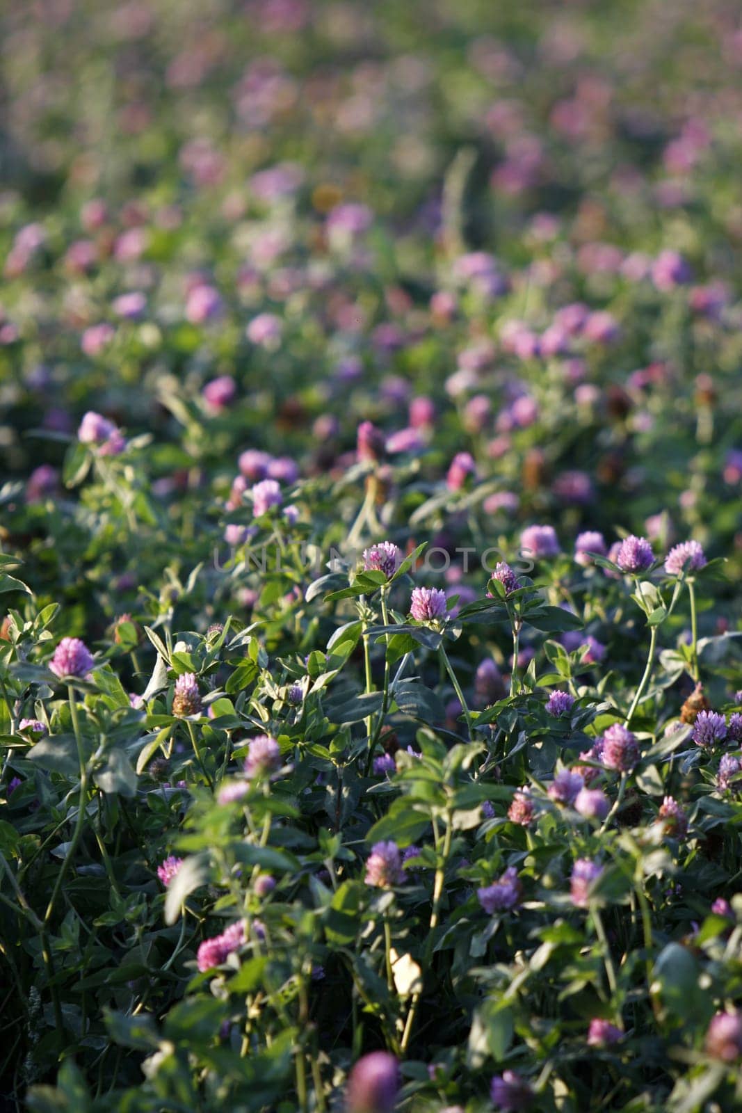 Clover meadow