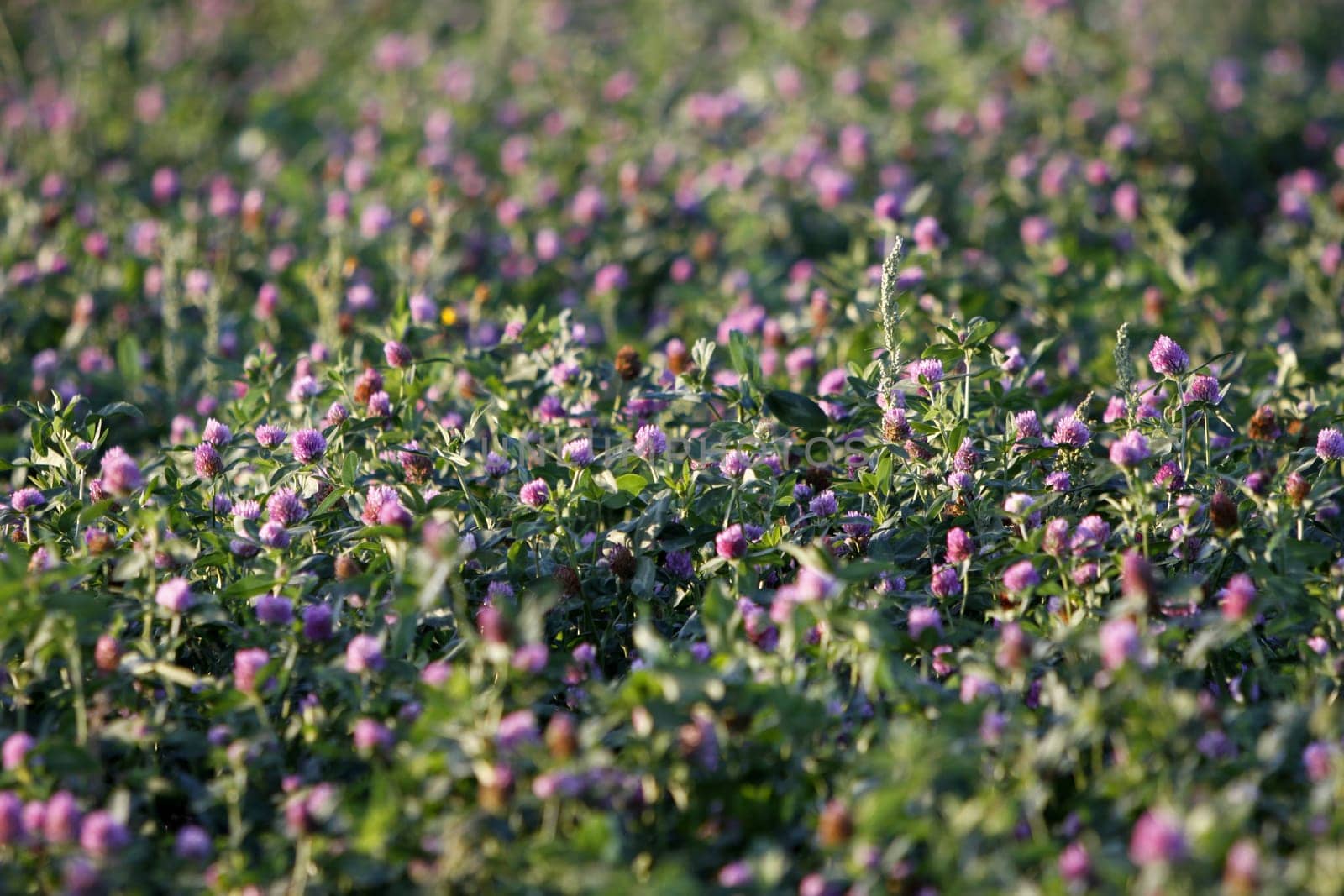 Clover meadow