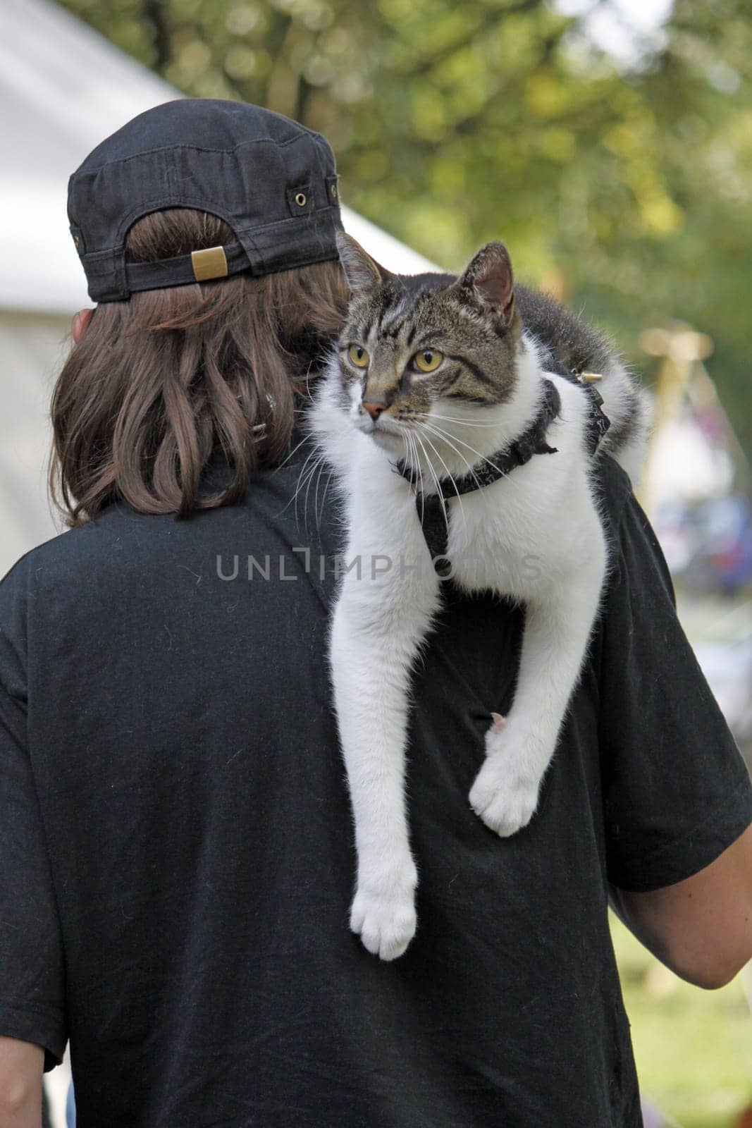 Cat on her master's shoulder