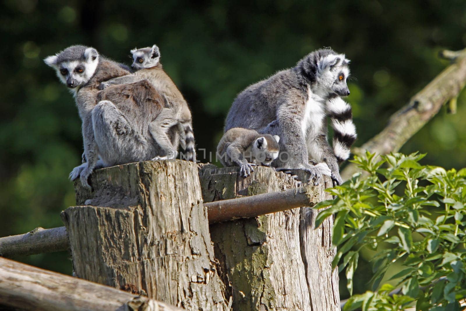 Ring-tailed lemur family