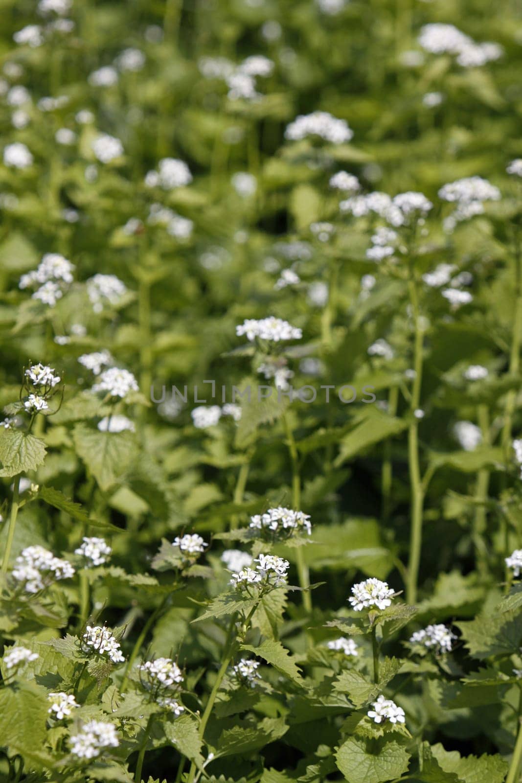Garlic mustard