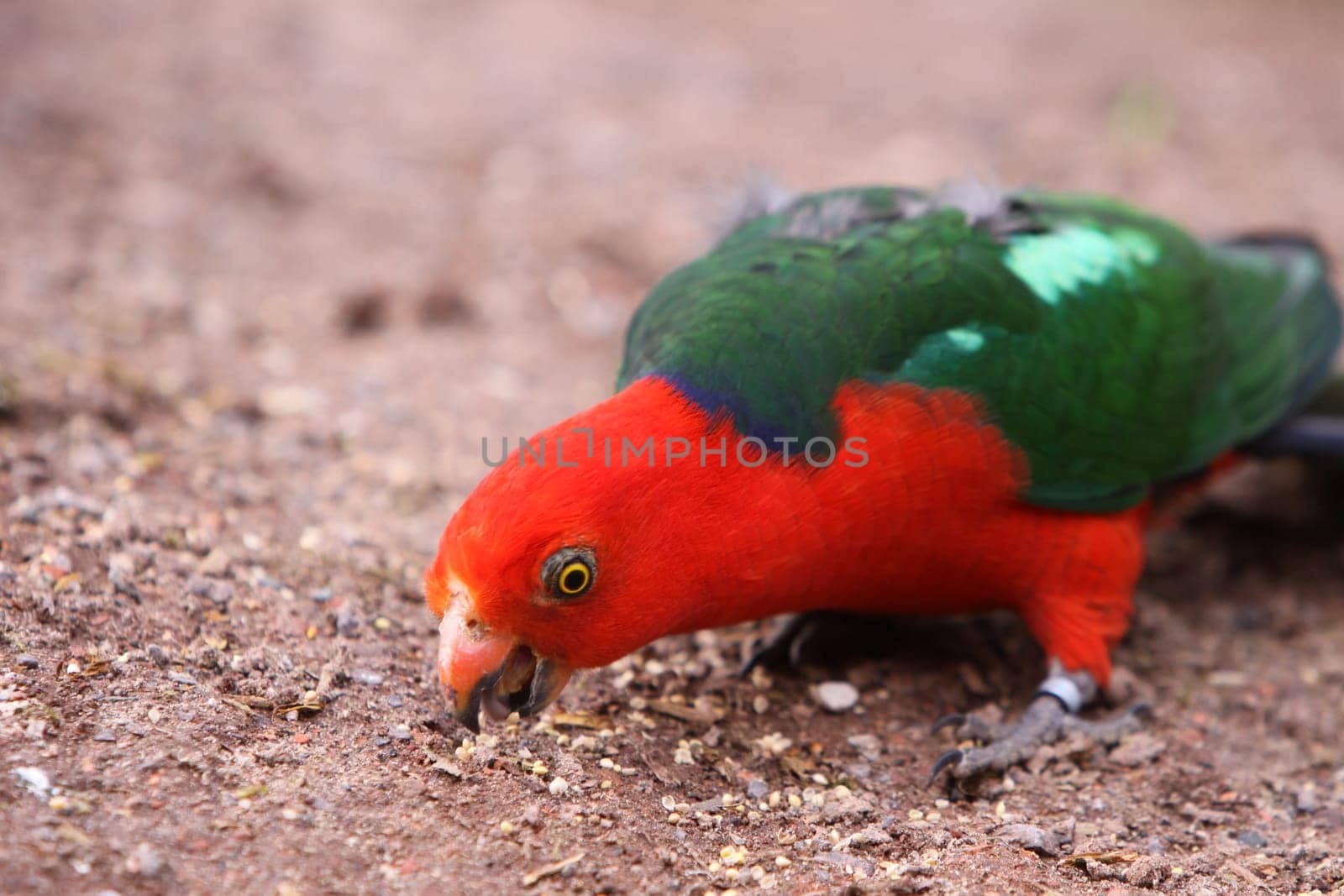 King parakeet