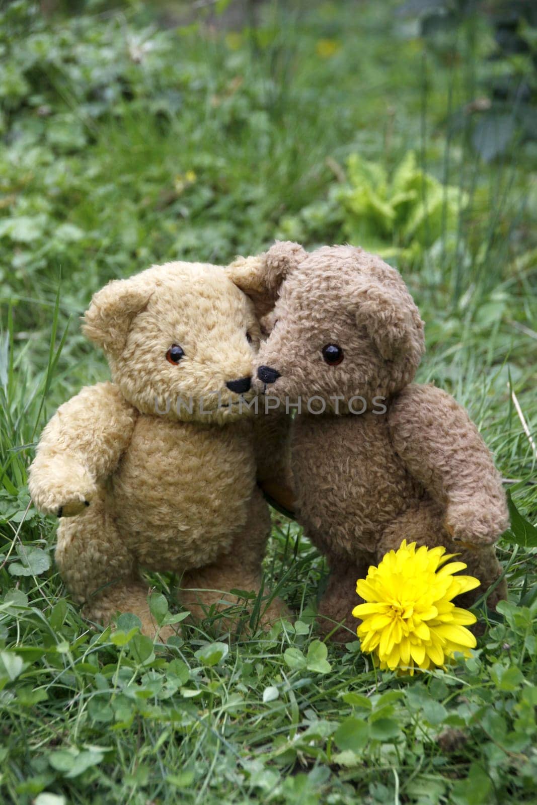 Two teddy bears hugging each other in a meadow