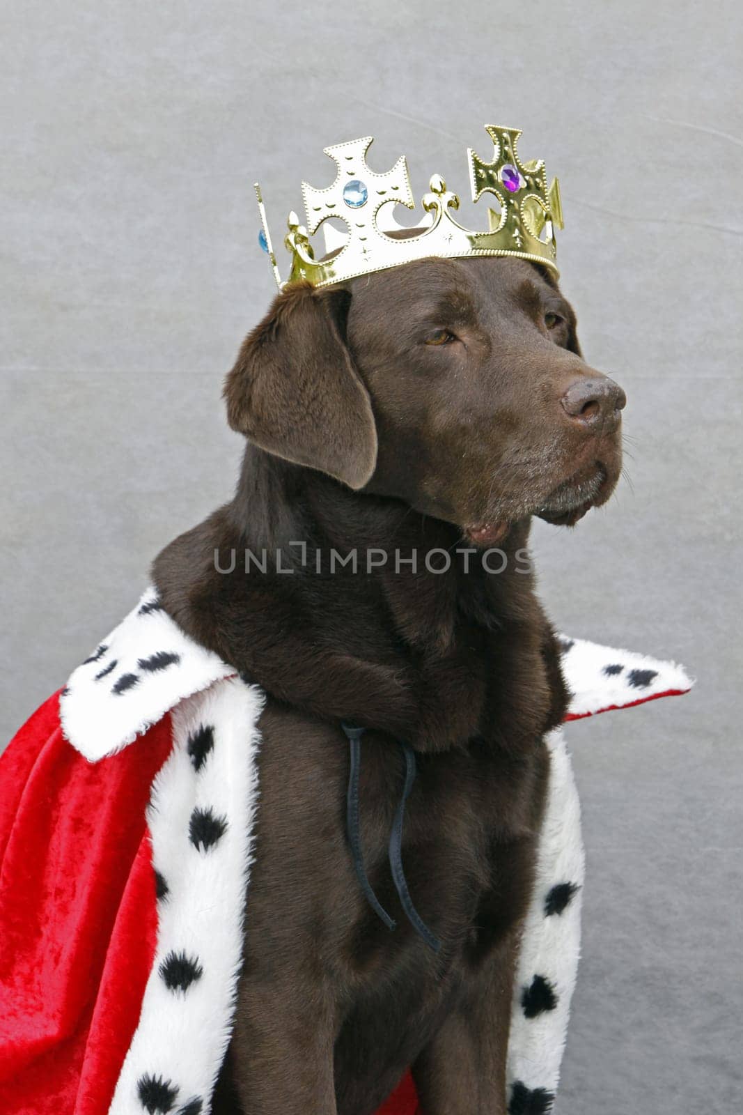 Brown Labrador dressed as a king