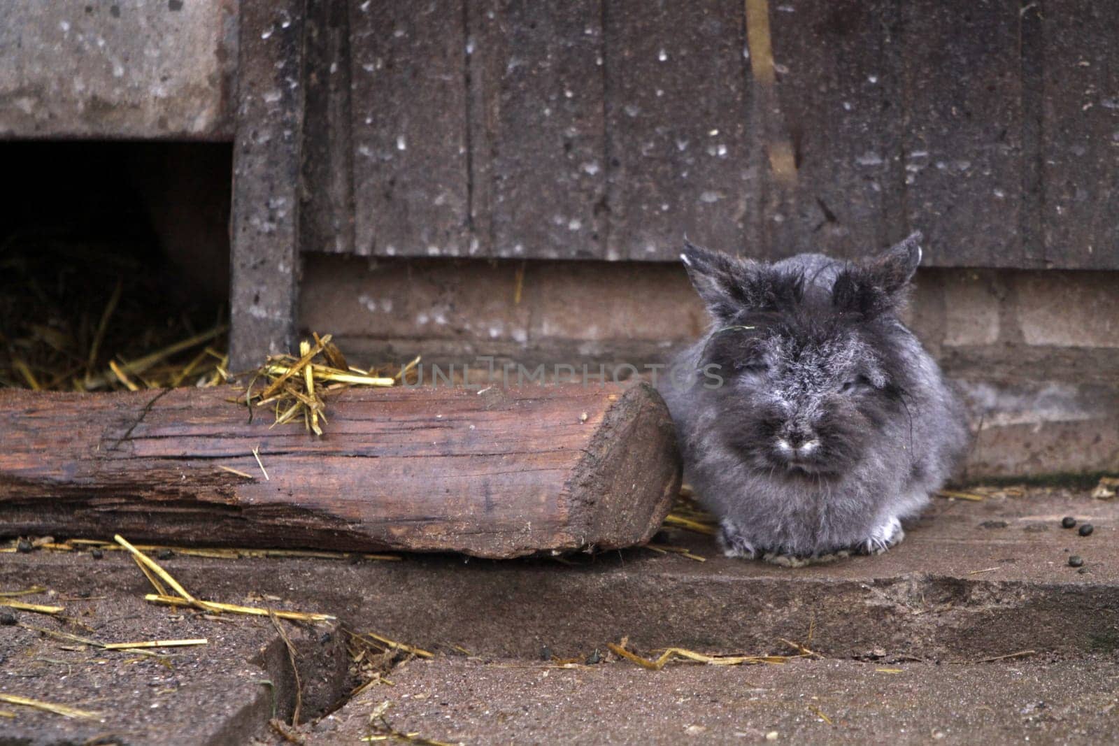 Gray Rabbit