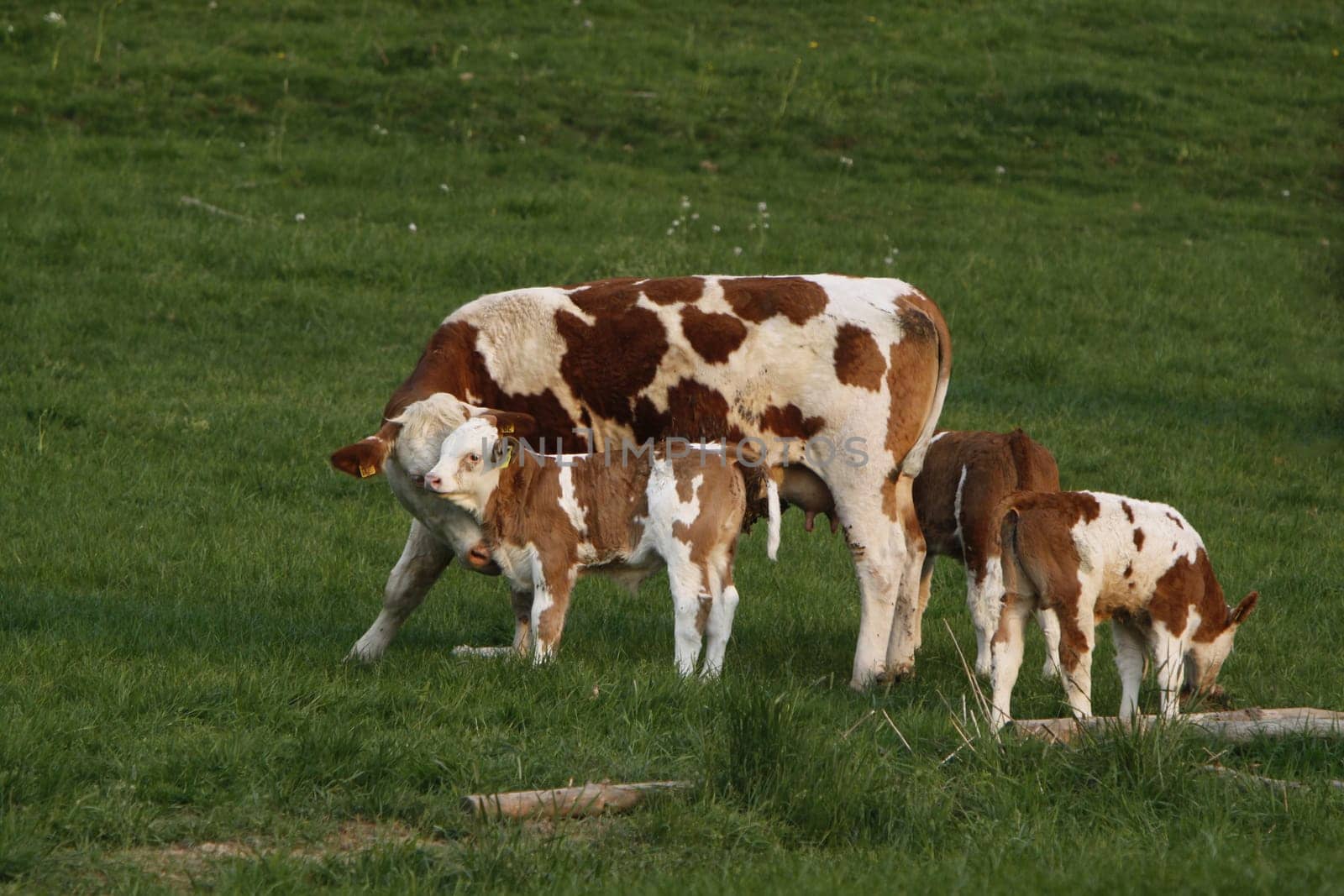 Happy cows