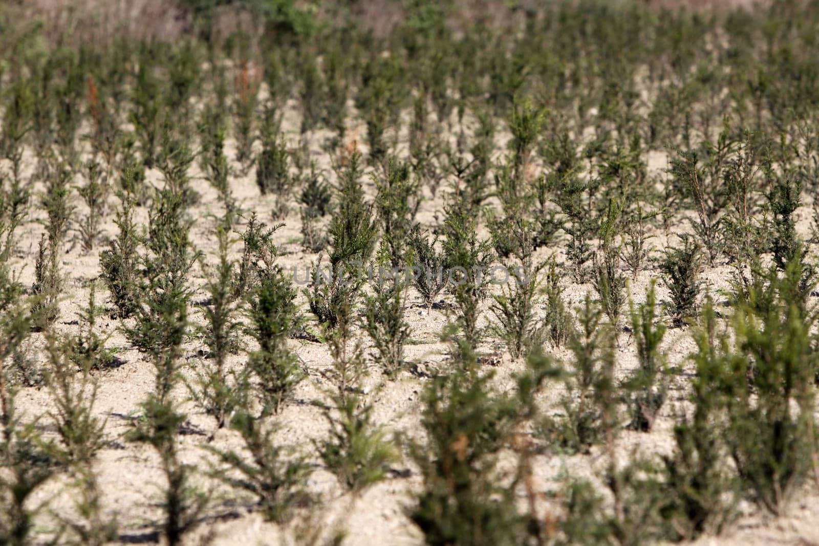 Conifer planting in a nursery