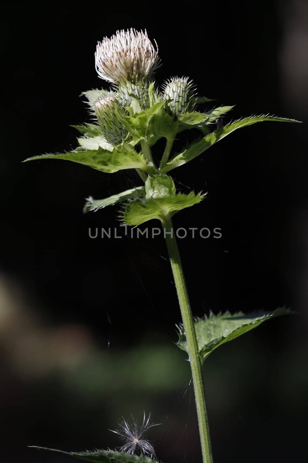 Cabbage thistle