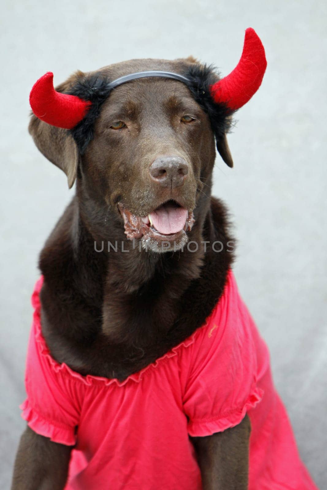 Labrador dressed as a devil