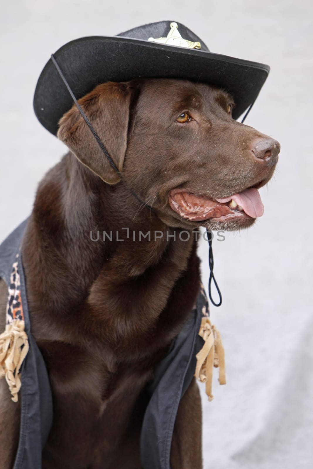Labrador dressed as a sheriff