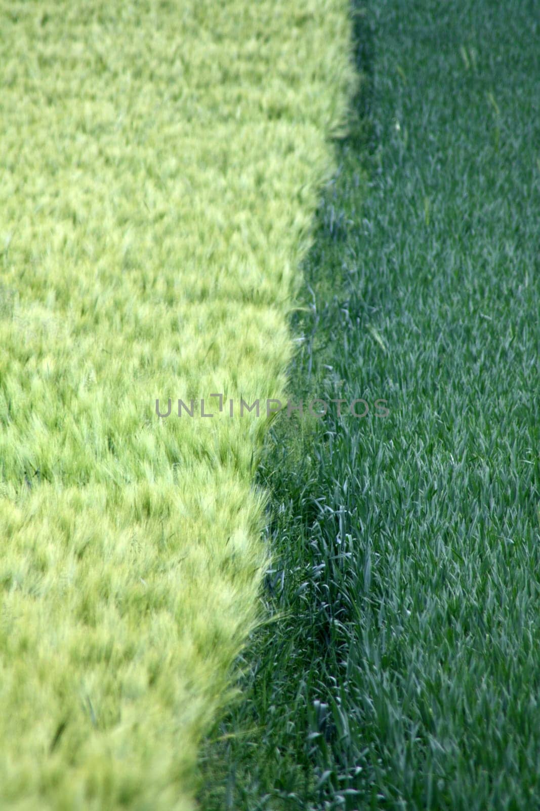 Border between two grain fields