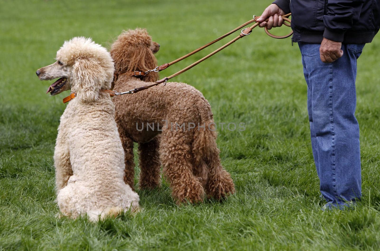 Two King Poodles