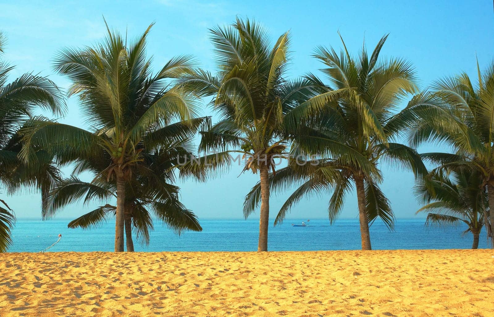 Paradise symbol  Palmas sun sea. Best place for tourism and relaxation.