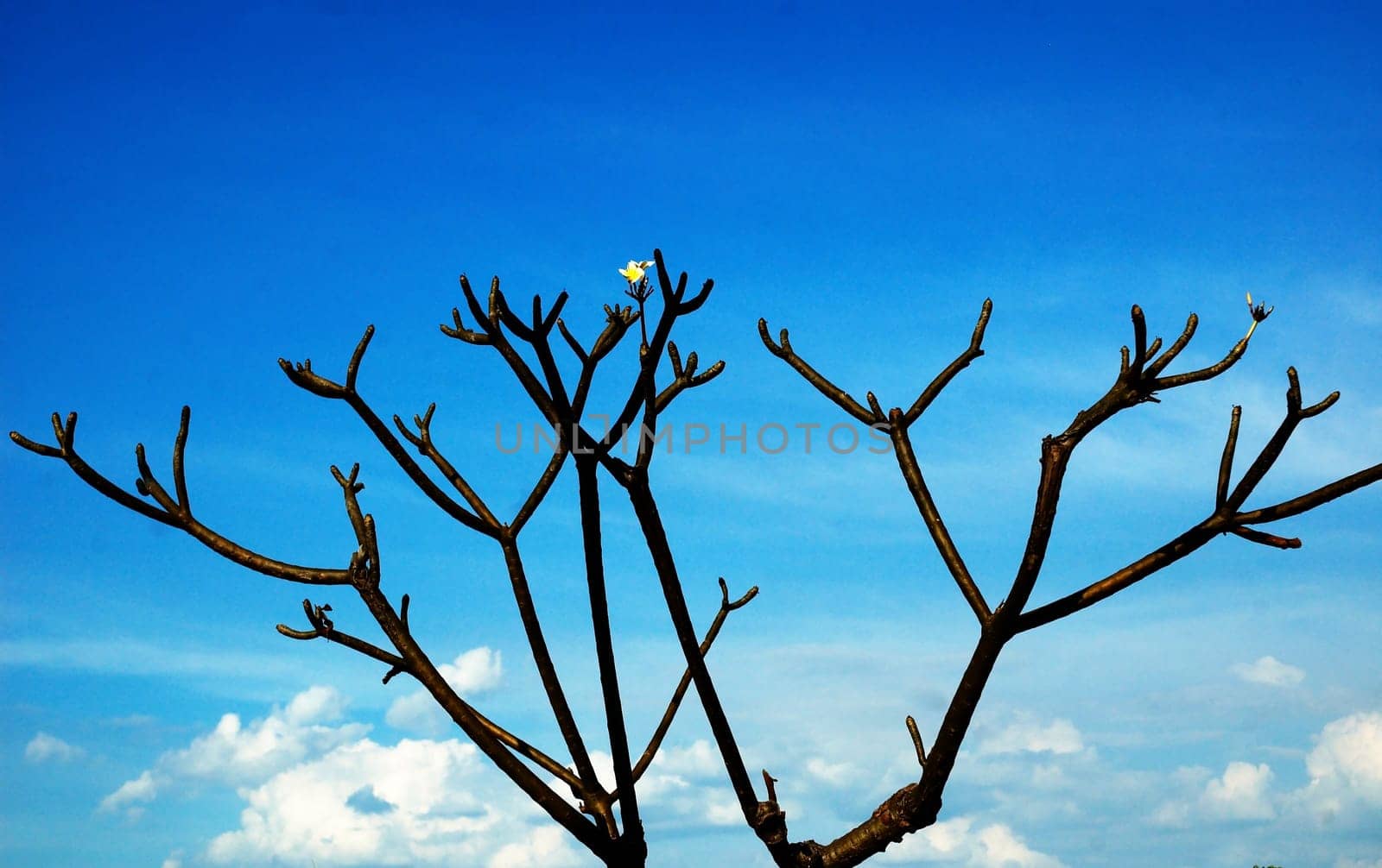 Amazing single flower on the dead black tree. Or may be its spring and this flower is the first sing of new life.