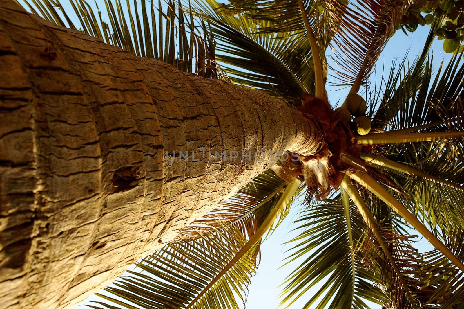 Paradise symbol  Palmas sun sea. Best place for tourism and relaxation.