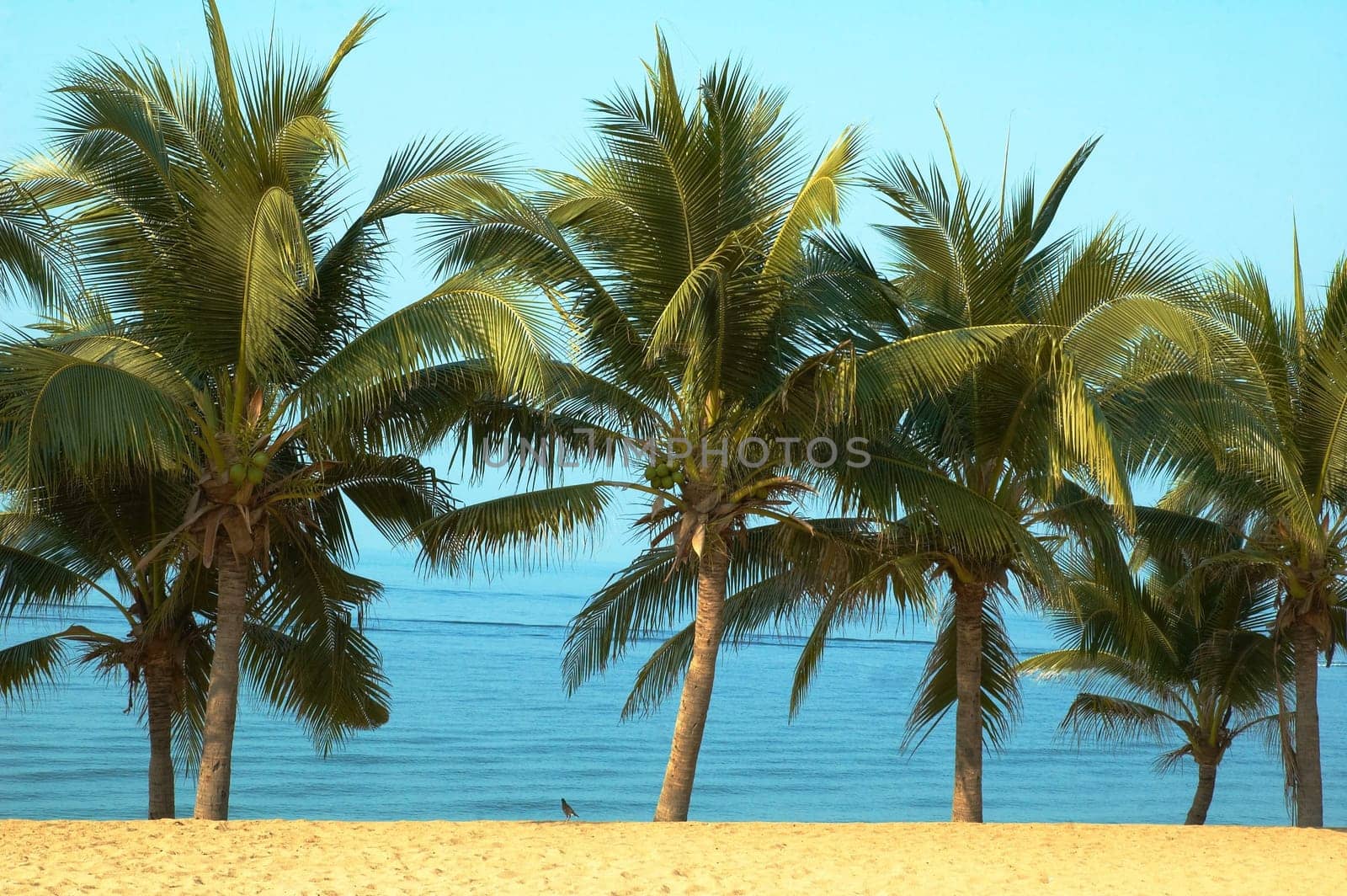 Paradise symbol  Palmas sun sea. Best place for tourism and relaxation.