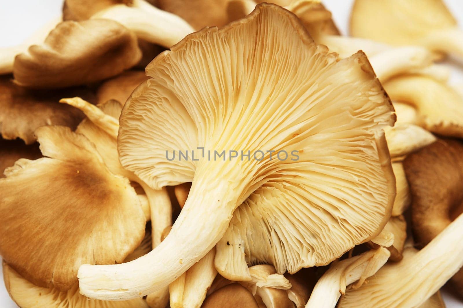 Group of raw delicious mushrooms isolated on white.