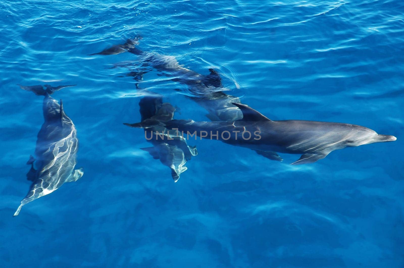 Group of playful dolphins in the bright blue sea