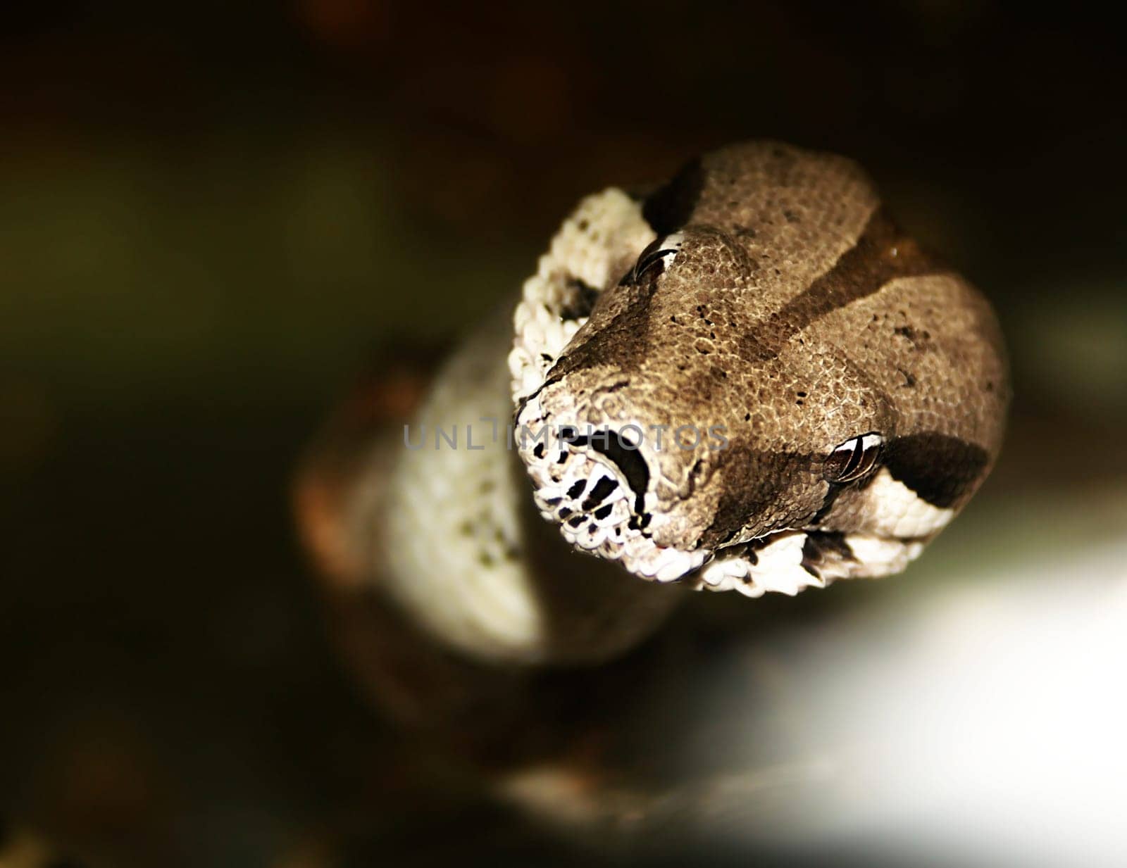 snake - boa constrictor. horror gaze. Big dangerous animal
